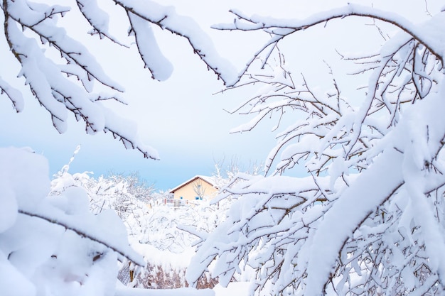 Winter rural landscape Through the branches of snowcovered trees a house is visible against the sky