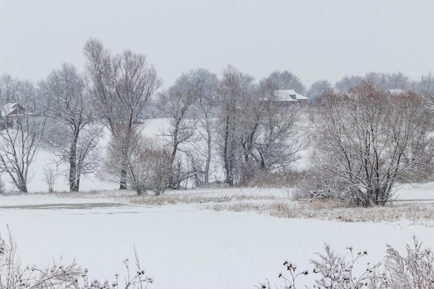 Winter rural landscape with snowy meadow and trees covered with snow