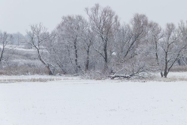 Photo winter rural landscape with snowy meadow and trees covered with snow