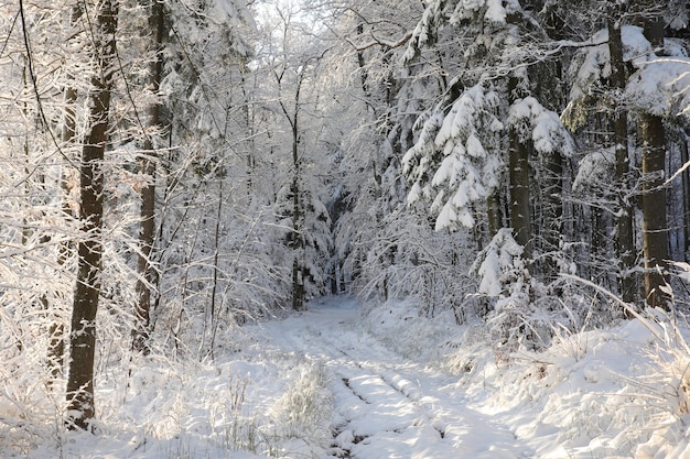 Winter rural road between the trees covered with frost