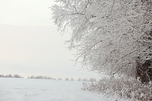 Winter in the Russian village / winter landscape, forest in Russia, snow-covered trees in the province