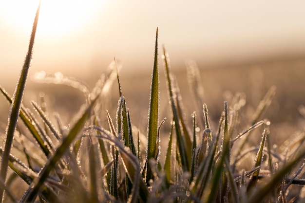 Winter rye or wheat covered with ice crystals and frost during winter frosts