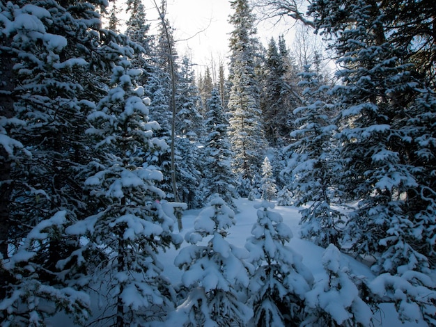 Winter in San Juan Mointains, Colorado.