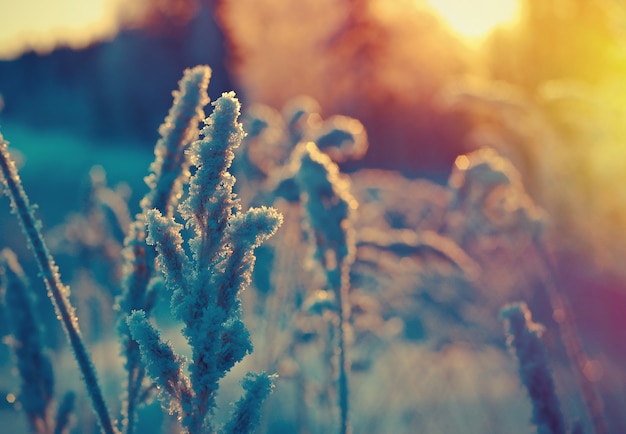 Winter scene .Frozenned flower .pine forest and sunset