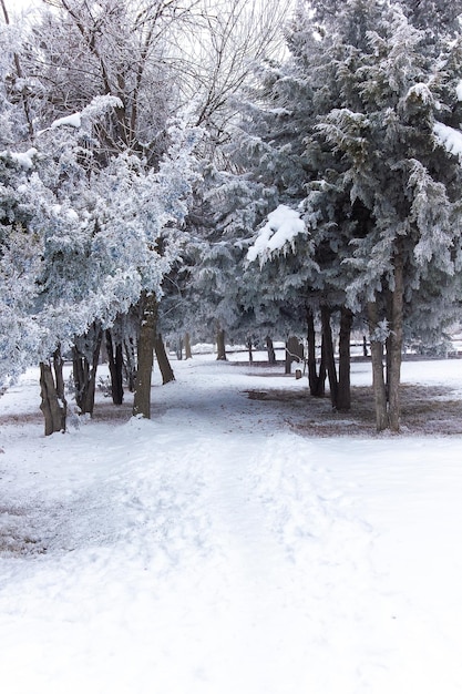 winter scene in winter seasone trees with snow snow park