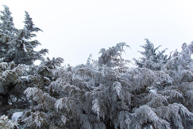 winter scene in winter seasone trees with snow snow park