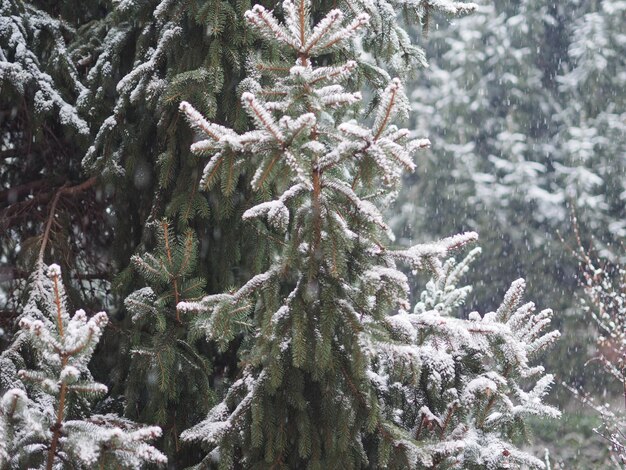 Winter scene with snow and pine tree useful as a background