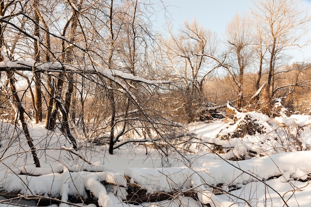 Winter season in the forest