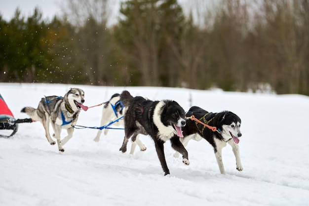 Winter sled dogs racing in mountains