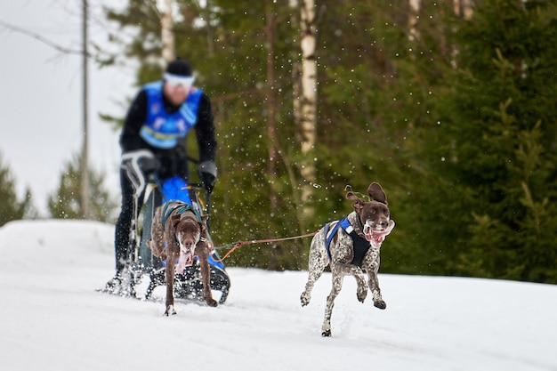 Winter sled dogs racing in mountains