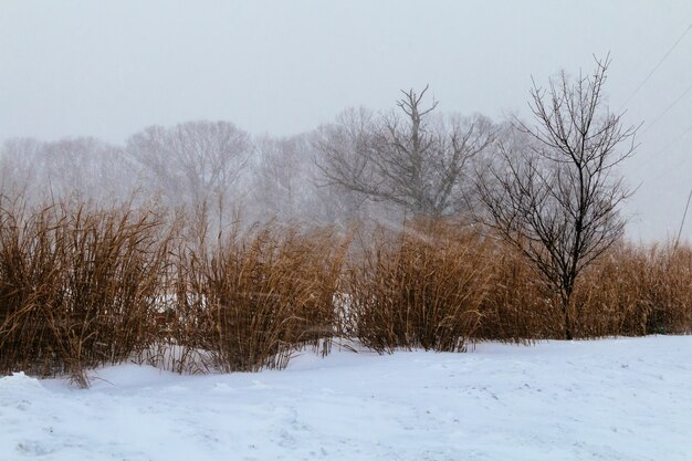 Winter snow blizzard first  pine cones