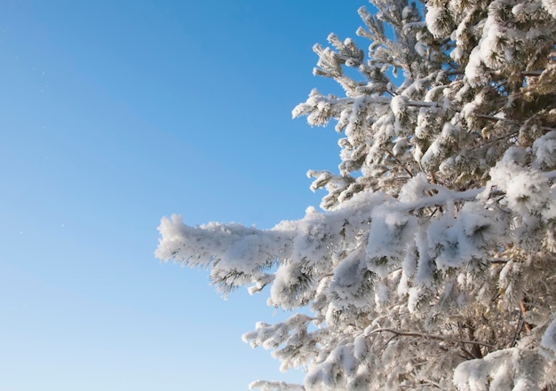 Winter, snow-covered tree branches against the blue sky