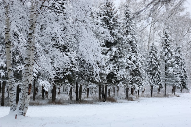 Winter snow on fir tree branch