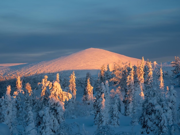 Winter snowcovered forest at a colorful dawn a natural postcard of winter