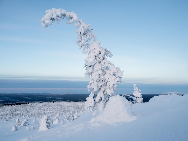 Winter snowcovered minimalistic landscape Minimalistic landscape with a lonely wrapped in snow tree in a winter field Christmas holidays and winter vacations background