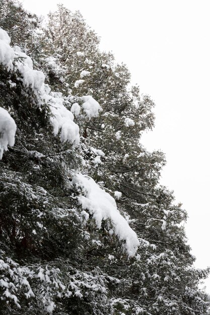 Winter Snowfall pine branch under a thick layer of snow