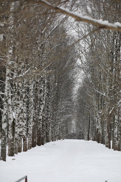 Winter snowy day in a beautiful at the edge of the forest