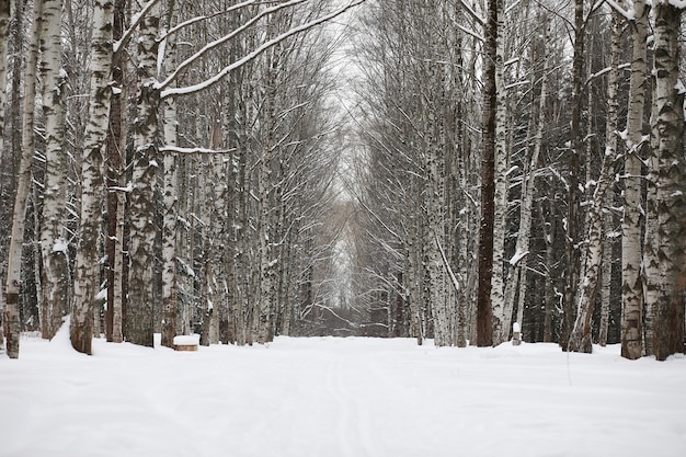 Winter snowy day in a beautiful at the edge of the forest