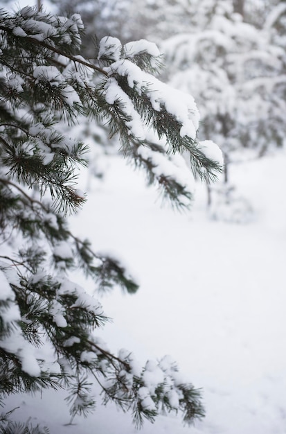 Winter snowy forest.  Pine forest covered with snow in January