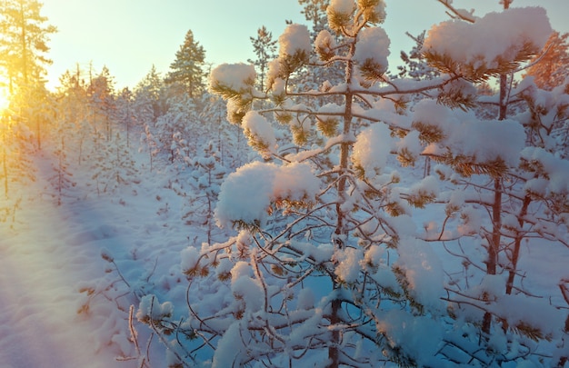 Winter snowy forest at sunset. Beautiful Christmas landscape