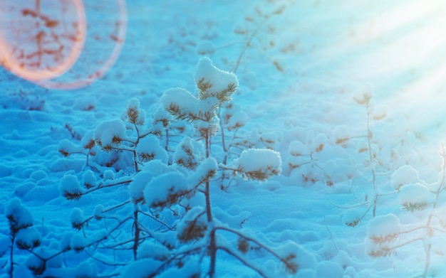 Winter snowy forest at sunset