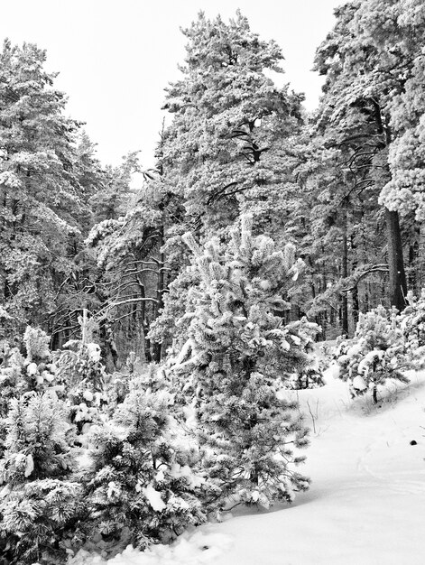 Winter snowy forest with snowy fir-tree branches. Christmas concep