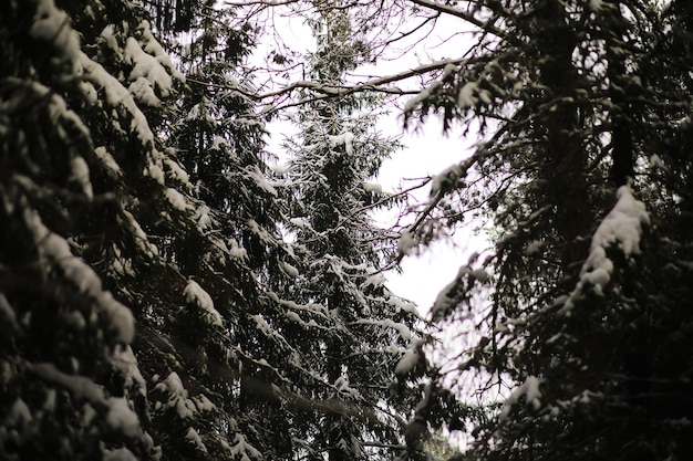 Winter snowy frosty landscape The forest is covered with snow Frost and fog in the park