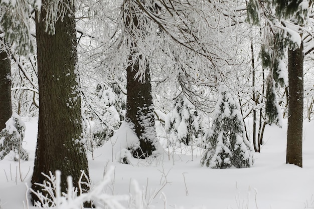 Winter snowy frosty landscape The forest is covered with snow Frost and fog in the park