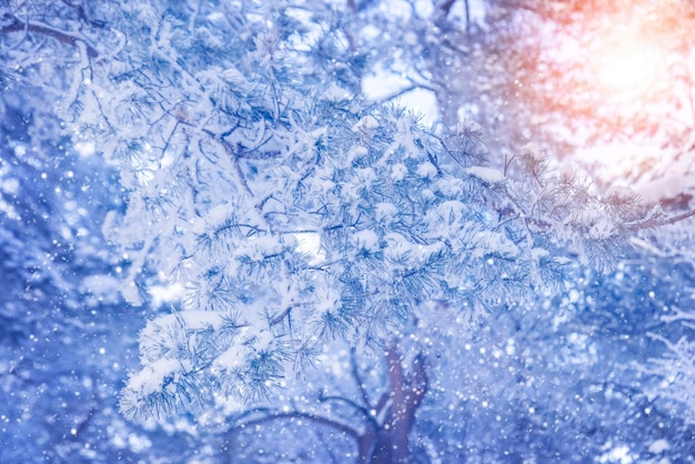 Winter snowy pine tree christmas scene Pine branches covered with frost Snow covered branches in winter