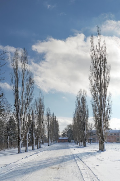 winter snowy road between pine trees on a sunny winter day