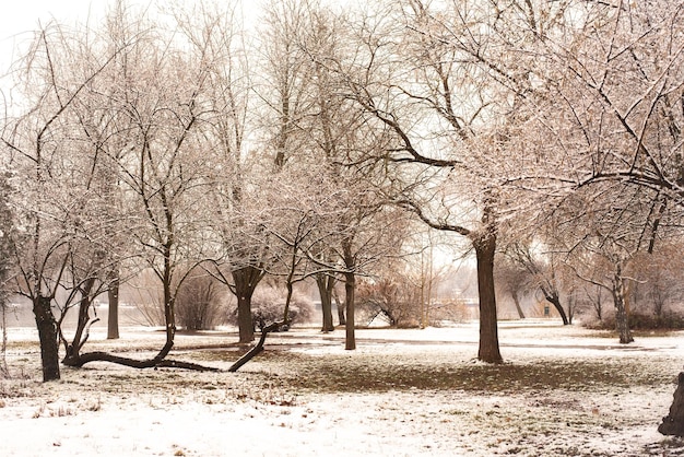 Winter Snowy weather in park of city on