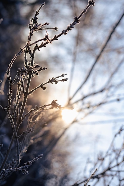 Winter solstice in snowy forest or park natural scene hibernal solstice sparkling snow in the snowy