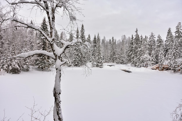 Winter in a spruce forest spruces covered with white fluffy snow Selective focus Winter Landscape