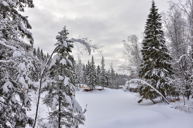 Winter in a spruce forest spruces covered with white fluffy snow Selective focus Winter Landscape