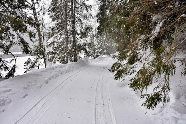 Winter in a spruce forest spruces covered with white fluffy snow Selective focus Winter Landscape