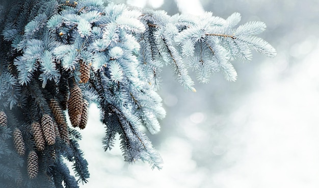 Winter Spruce Tree Branch