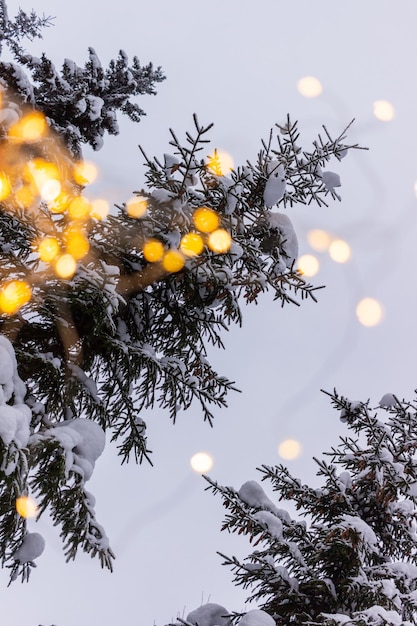 winter still life of Christmas trees in the snow