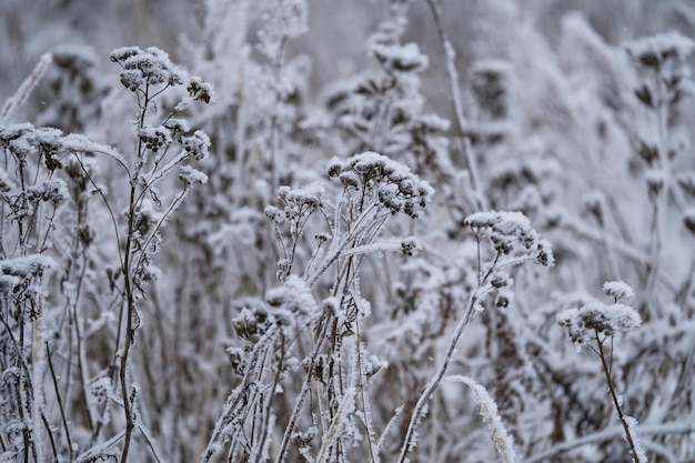 winter Sunny day, stems and branches of plants in a brilliant frosty frost