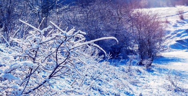 Winter sunny day with snow-covered bushes and trees