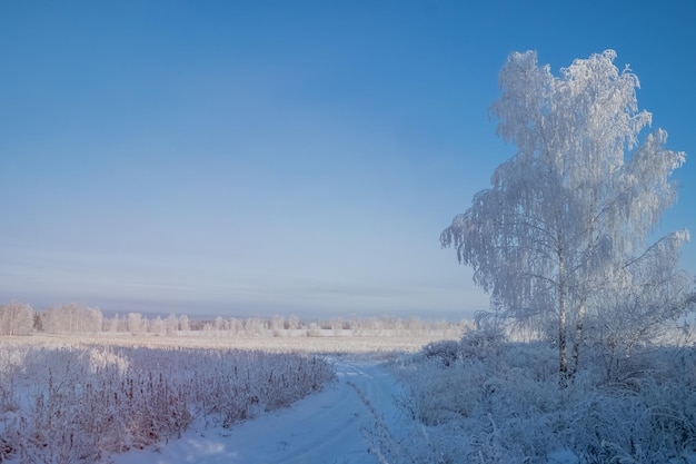 Winter sunny landscape with a birch in hoarfrost and a clean field.