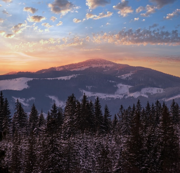 Winter sunset alpine top view from mountain village and fir forest in front Picturesque seasonal nature and countryside beauty concept scene