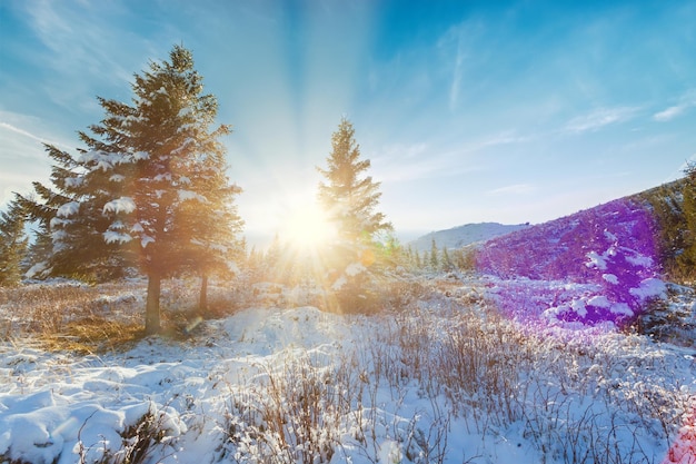 Winter sunset landscape beautiful cold evening background Awesome winter forest view Sun rays light blue snow Perfect orange cloudy sky Christmas nature scene Frost Winter road Tall trees