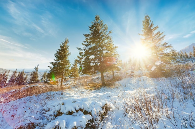 Winter sunset landscape beautiful cold evening background Awesome winter forest view Sun rays light blue snow Perfect orange cloudy sky Christmas nature scene Frost Winter road Tall trees