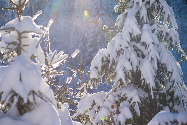 winter sunset, pine tree forest  background  covered with fresh snow