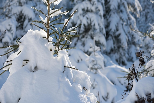 winter sunset, pine tree forest  background  covered with fresh snow