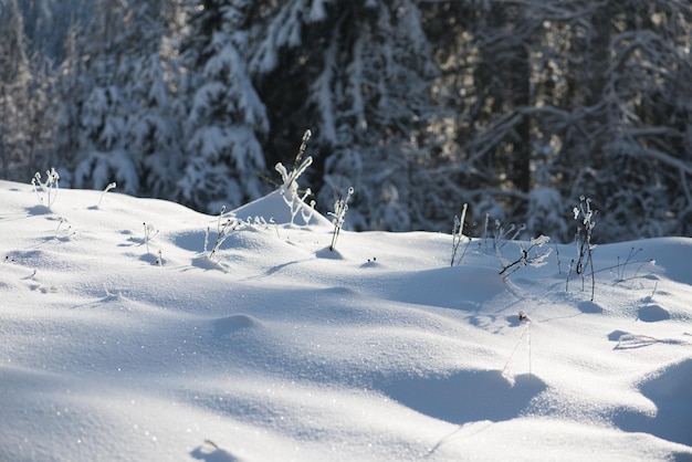 winter sunset, pine tree forest  background  covered with fresh snow