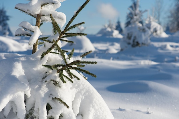 winter sunset, pine tree forest  background  covered with fresh snow