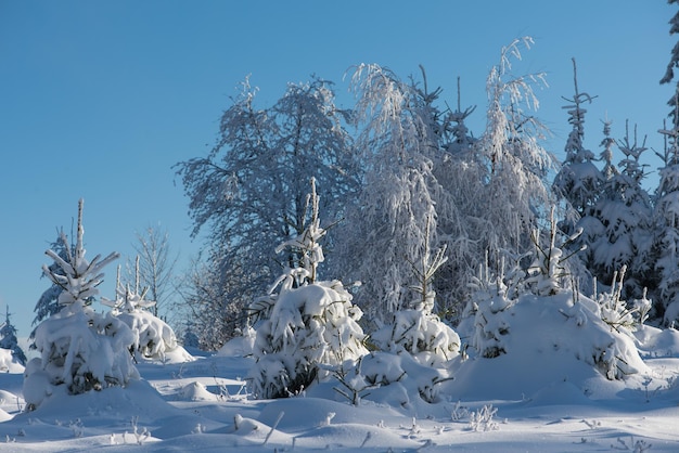 winter sunset, pine tree forest  background  covered with fresh snow