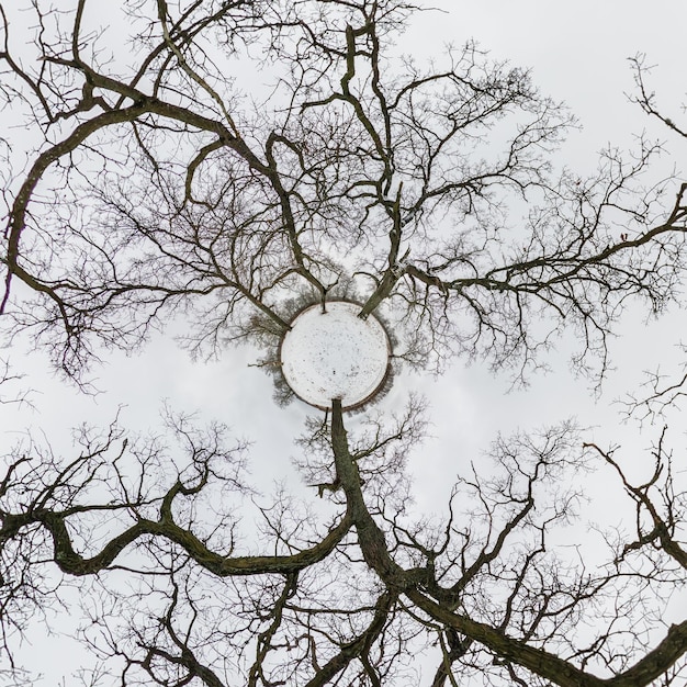 Winter tiny planet transformation of spherical panorama 360 degrees Spherical abstract aerial view in oak forest with clumsy branches with snow Curvature of space