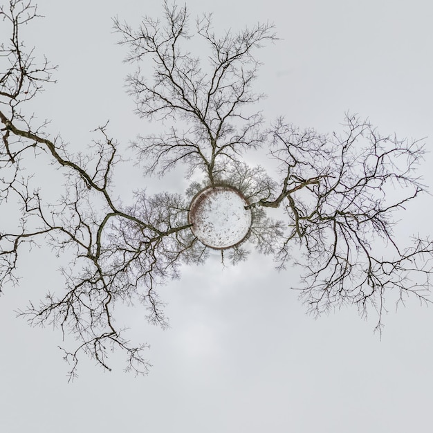 Photo winter tiny planet transformation of spherical panorama 360 degrees spherical abstract aerial view in oak forest with clumsy branches with snow curvature of space